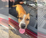 Small #1 Bull Terrier Mix