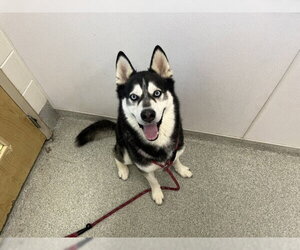 Siberian Husky Dogs for adoption in Fort Collins, CO, USA