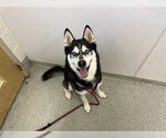 Small Siberian Husky
