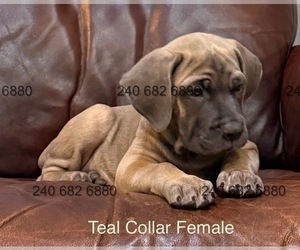 Medium Cane Corso