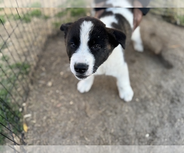 Medium Photo #7 Akita Puppy For Sale in ZEBULON, NC, USA