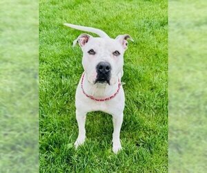 American Staffordshire Terrier-Unknown Mix Dogs for adoption in Muskegon, MI, USA
