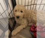 Small Photo #3 Goldendoodle Puppy For Sale in CARMICHAEL, CA, USA