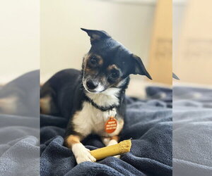Chihuahua Dogs for adoption in Arlington, VA, USA