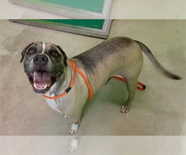Medium Photo #1 Mastiff-Unknown Mix Puppy For Sale in Green Cove Springs, FL, USA