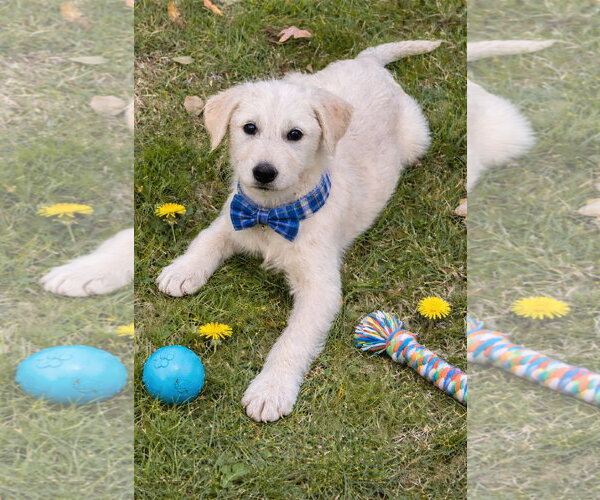 Medium Photo #1 Golden Retriever-Unknown Mix Puppy For Sale in Mt. Laurel, NJ, USA