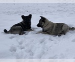 Small Photo #1 Norwegian Elkhound Puppy For Sale in MEADVILLE, PA, USA
