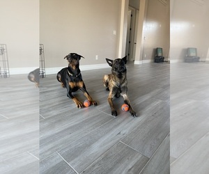 Belgian Malinois Dogs for adoption in SANTA CLARITA, CA, USA