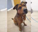 Small #22 American Staffordshire Terrier