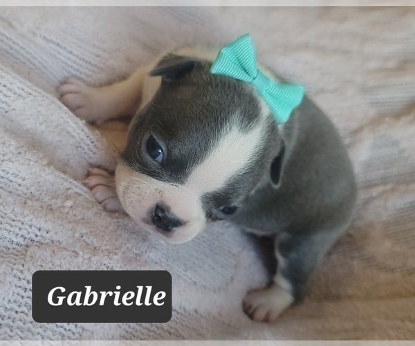 Medium Photo #11 Boston Terrier Puppy For Sale in MINERAL WELLS, WV, USA
