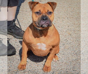 Lola - Female American Staffordshire Terrier-Boxer Mix Dog for Adoption - Photo #4