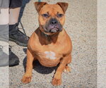 Small Photo #4 American Staffordshire Terrier-Boxer Mix Puppy For Sale in Huntley, IL, USA