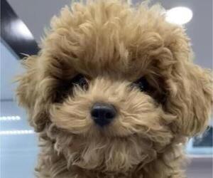 Poodle (Toy) Puppy for sale in REDLANDS, CA, USA