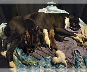 Boxer Puppy for sale in PULASKI, NY, USA