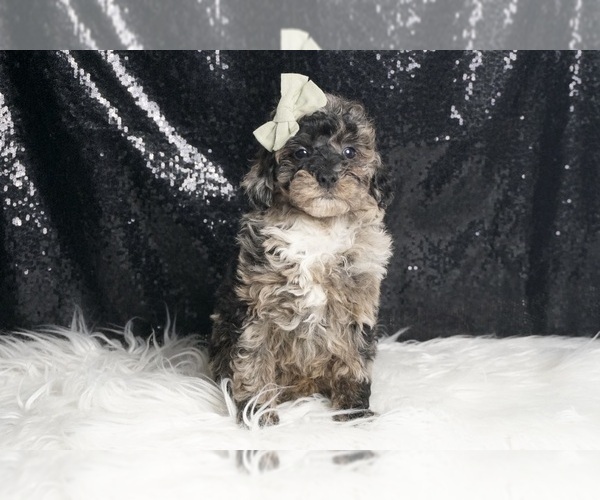 Medium Photo #3 Poodle (Toy) Puppy For Sale in WARSAW, IN, USA