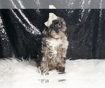 Small #2 Poodle (Toy)