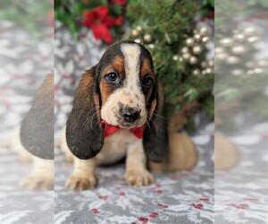 Basset Hound Puppy for sale in LANCASTER, PA, USA