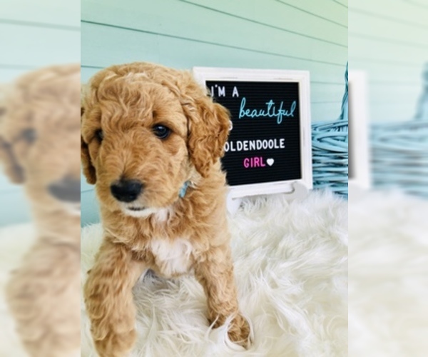 Medium Photo #2 Goldendoodle Puppy For Sale in PALM CITY, FL, USA