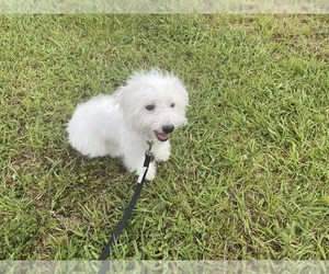 Bichon Frise Puppy for sale in TUSCALOOSA, AL, USA