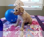 Small Photo #3 Goldendoodle Puppy For Sale in S WALES, NY, USA