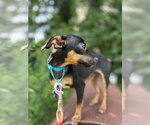 Small #1 Chihuahua Mix