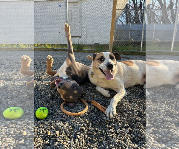 Medium Photo #3 Doberman Pinscher-Unknown Mix Puppy For Sale in Rockaway, NJ, USA