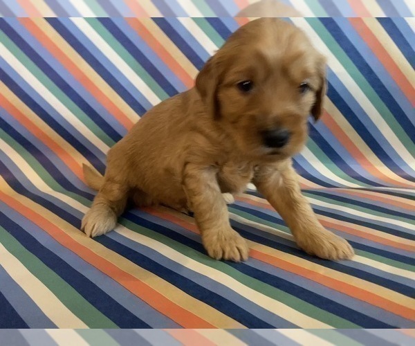 Medium Photo #5 Goldendoodle Puppy For Sale in FRESNO, CA, USA