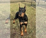 Small #6 Doberman Pinscher