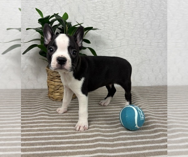 Medium Photo #4 Boston Terrier Puppy For Sale in GREENFIELD, IN, USA
