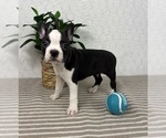 Small #3 Boston Terrier