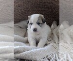 Small Photo #52 Great Pyrenees Puppy For Sale in FALCON, CO, USA