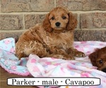 Small #4 Cavapoo