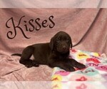 Small Photo #3 Labrador Retriever Puppy For Sale in VONA, CO, USA