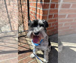 Small #6 Miniature Schnauzer Mix