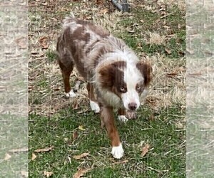 Father of the Miniature Australian Shepherd puppies born on 12/06/2024