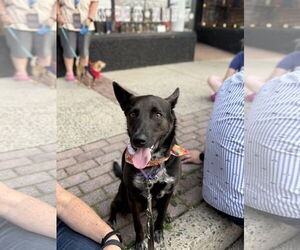 Mutt Dogs for adoption in Oakhurst, NJ, USA
