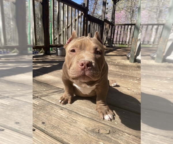 Medium Photo #2 American Bully Puppy For Sale in RANDLEMAN, NC, USA