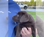 Small Photo #3 Labrador Retriever Puppy For Sale in MADERA, CA, USA