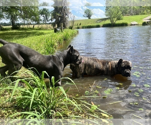 Medium Photo #1 Cane Corso Puppy For Sale in MONTGOMERY, AL, USA