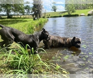 Father of the Cane Corso puppies born on 04/25/2025