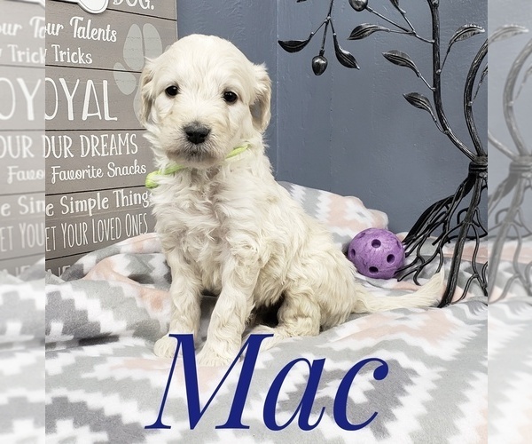 Medium Photo #44 Goldendoodle Puppy For Sale in CEDAR GAP, MO, USA