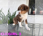 Small #5 Australian Cattle Dog