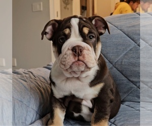English Bulldog Puppy for sale in SAINT CHARLES, IL, USA