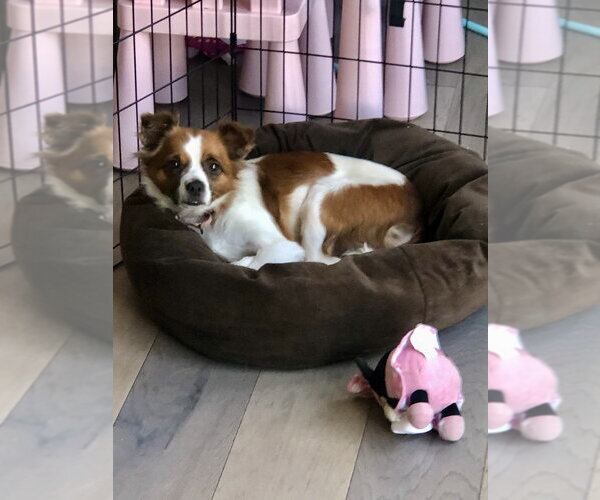Medium Photo #2 Papillon-Unknown Mix Puppy For Sale in Mooresville, NC, USA