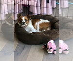 Small #1 Papillon Mix