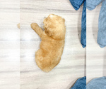 Small Photo #21 Goldendoodle (Miniature) Puppy For Sale in MILLERSBURG, OH, USA