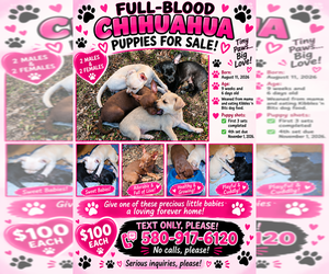 Chihuahua Puppy for sale in LAWTON, OK, USA