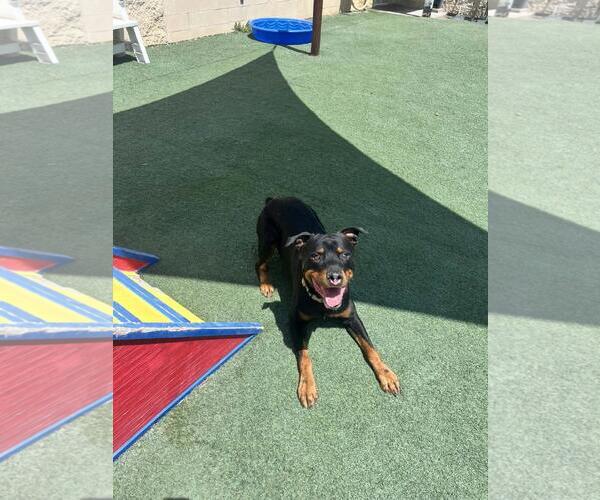 Medium Photo #5 Rottweiler-Unknown Mix Puppy For Sale in Rockwall, TX, USA