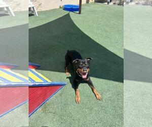 Eragon - Male Rottweiler-Unknown Mix Dog for Adoption - Photo #5