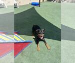 Small #4 Rottweiler Mix